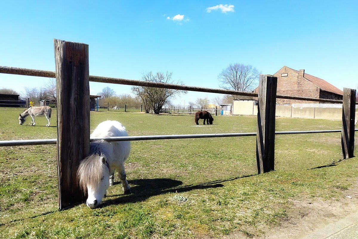 Grasendes Pony streckt den Kopf unter dem Gatter durch, um an frisches Gras zu kommen.